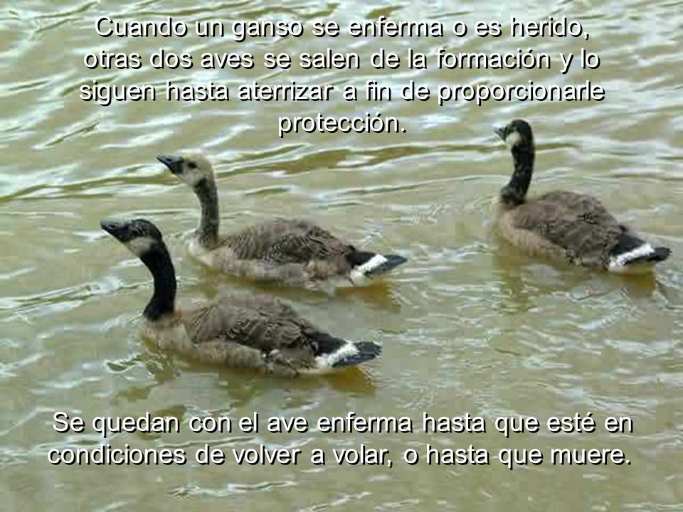 Cuando un ganso se enferma o es herido, otras dos aves se salen de la formación y lo siguen hasta aterrizar a fin de proporcionarle protección.