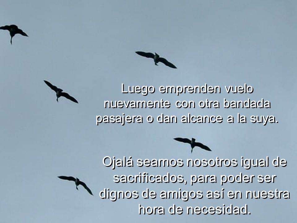 Luego emprenden vuelo nuevamente con otra bandada pasajera o dan alcance a la suya.