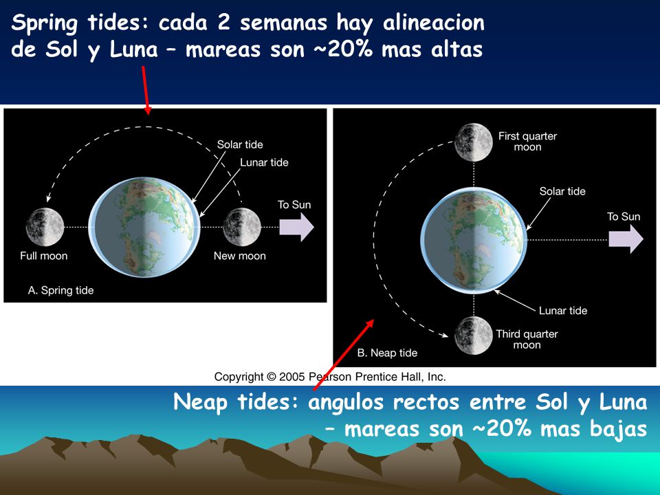 Spring tides: cada 2 semanas hay alineacion de Sol y Luna – mareas son ~20% mas altas