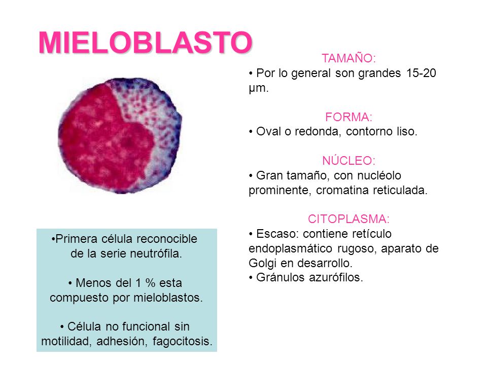 MIELOBLASTO TAMAÑO: • Por lo general son grandes µm. FORMA: