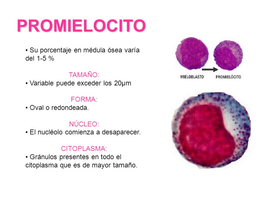 PROMIELOCITO • Su porcentaje en médula ósea varía del 1-5 % TAMAÑO: