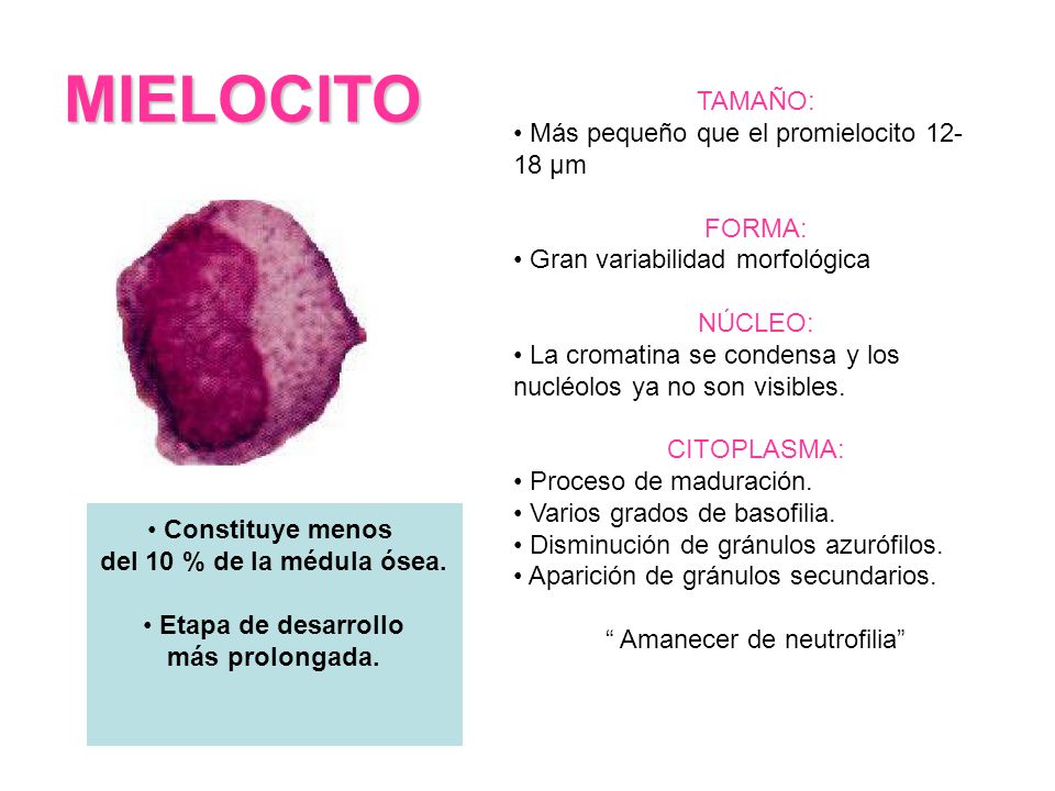Amanecer de neutrofilia