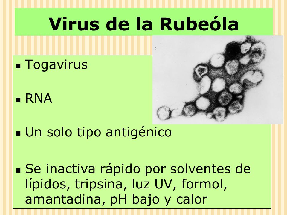 Virus de la Rubeóla Togavirus RNA Un solo tipo antigénico