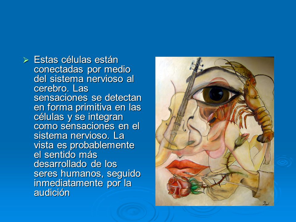 Estas células están conectadas por medio del sistema nervioso al cerebro.