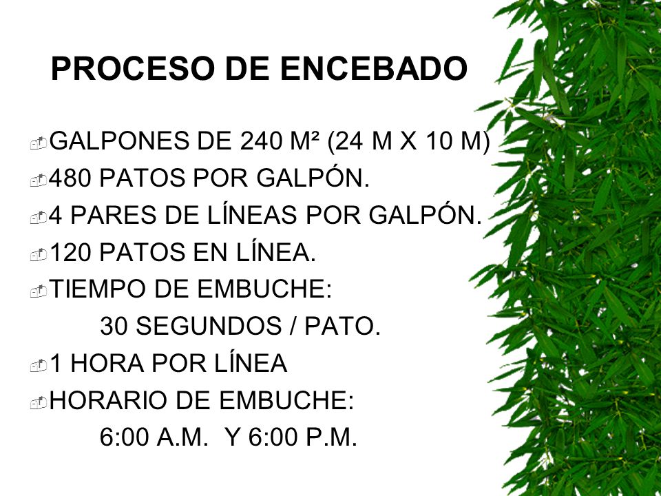 PROCESO DE ENCEBADO GALPONES DE 240 M² (24 M X 10 M)
