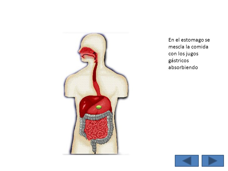 En el estomago se mescla la comida con los jugos gástricos absorbiendo