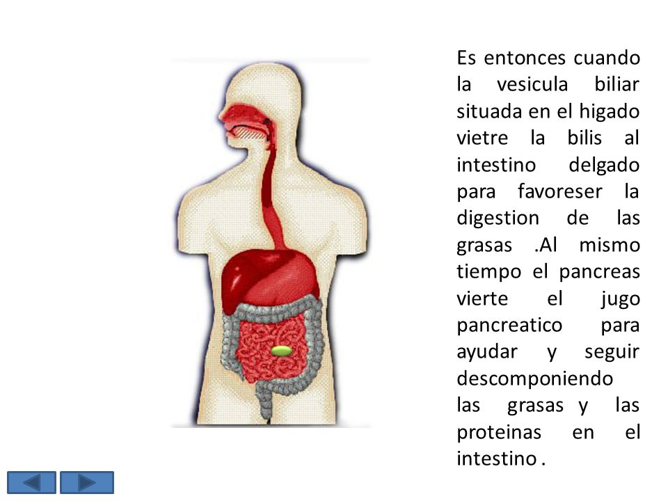 Es entonces cuando la vesicula biliar situada en el higado vietre la bilis al intestino delgado para favoreser la digestion de las grasas .Al mismo tiempo el pancreas vierte el jugo pancreatico para ayudar y seguir descomponiendo las grasas y las proteinas en el intestino .