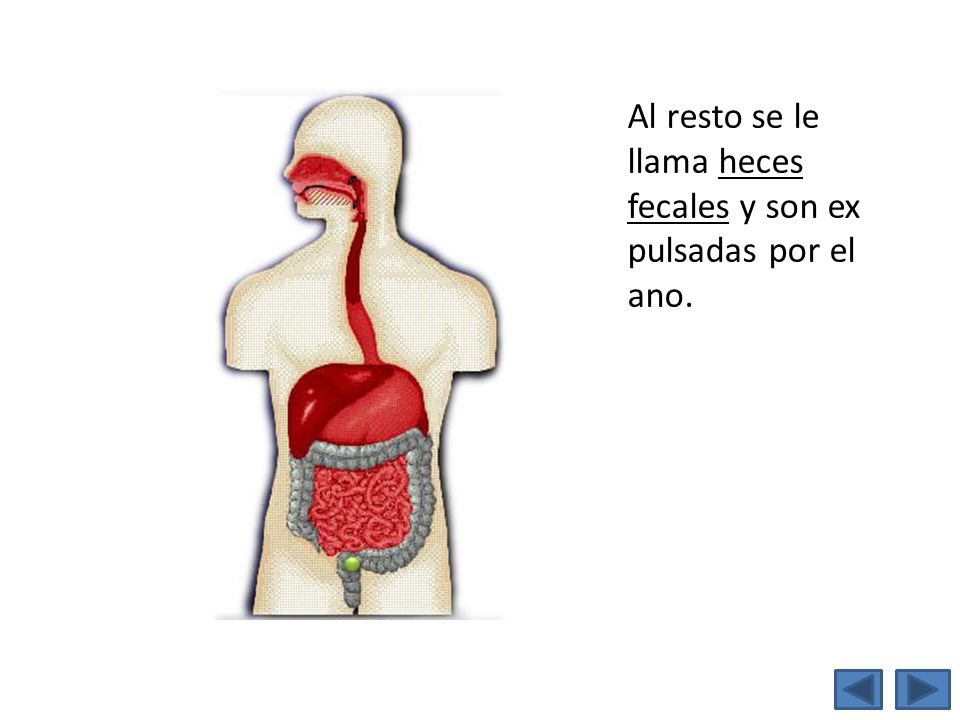 Al resto se le llama heces fecales y son ex pulsadas por el ano.