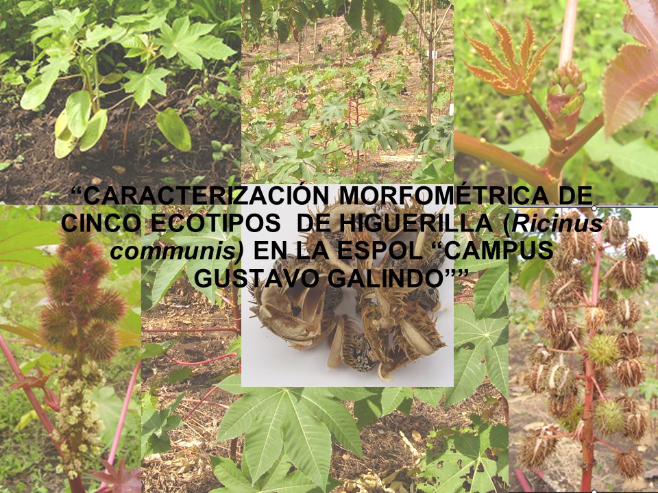 CARACTERIZACIÓN MORFOMÉTRICA DE CINCO ECOTIPOS DE HIGUERILLA (Ricinus communis) EN LA ESPOL CAMPUS GUSTAVO GALINDO