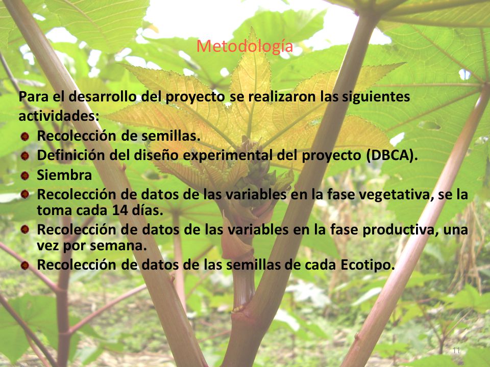 Metodología Para el desarrollo del proyecto se realizaron las siguientes. actividades: Recolección de semillas.