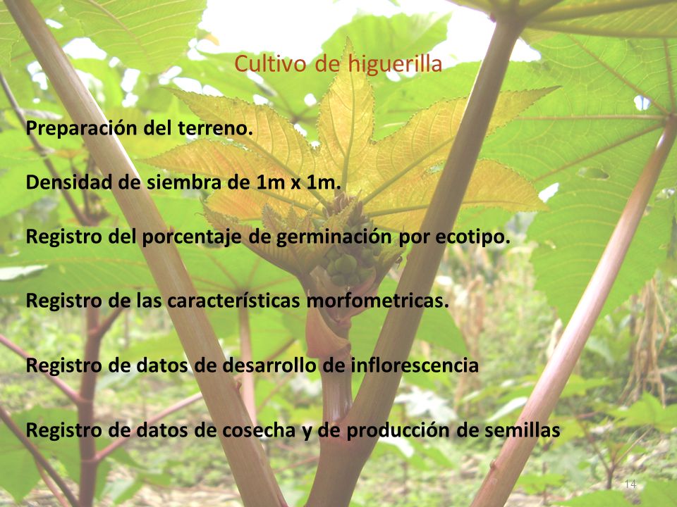 Cultivo de higuerilla