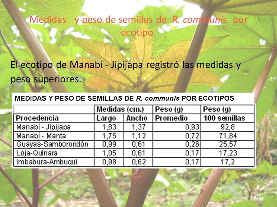 Medidas y peso de semillas de R. communis. por ecotipo.