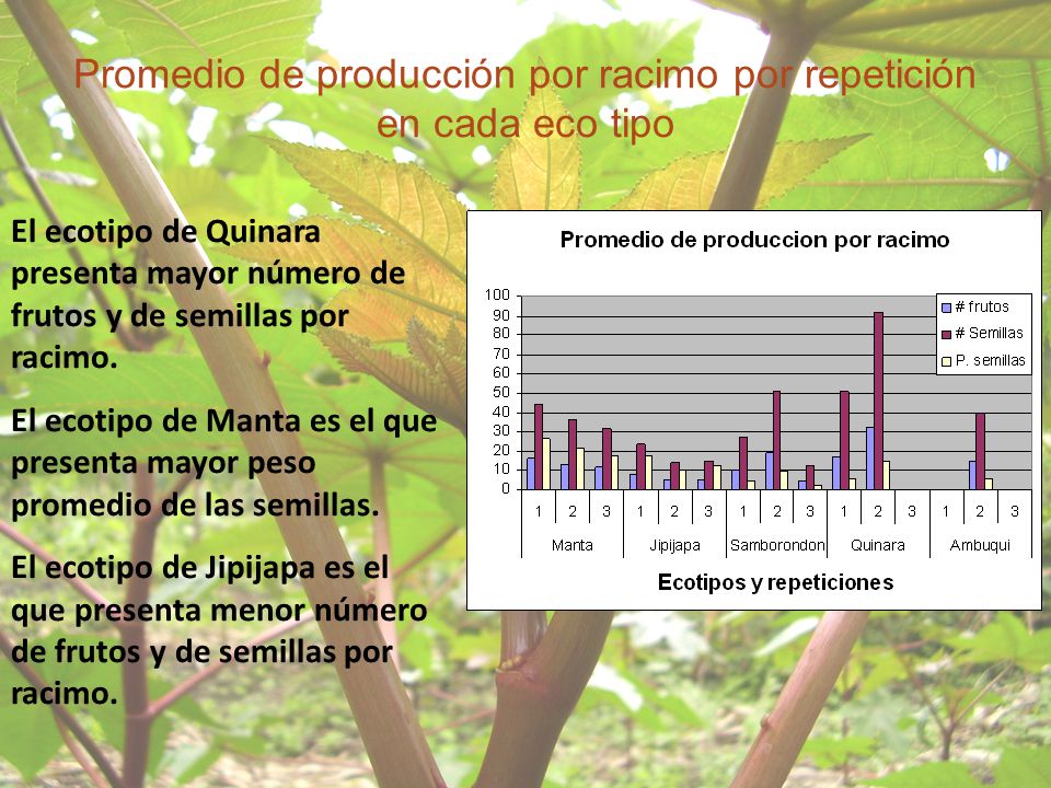 Promedio de producción por racimo por repetición en cada eco tipo