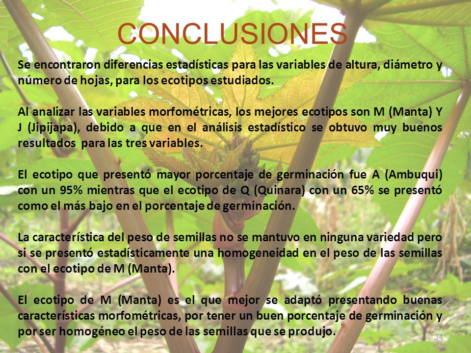 CONCLUSIONES Se encontraron diferencias estadísticas para las variables de altura, diámetro y número de hojas, para los ecotipos estudiados.