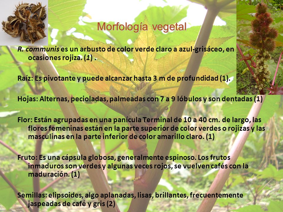 Morfología vegetal R. communis es un arbusto de color verde claro a azul-grisáceo, en ocasiones rojiza. (1) .