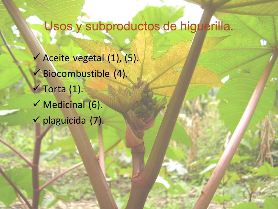 Usos y subproductos de higuerilla.