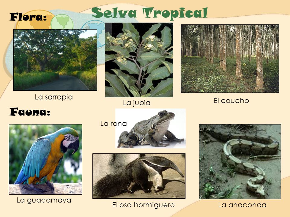 Selva Tropical Flora: Fauna: La sarrapia El caucho La jubia La rana