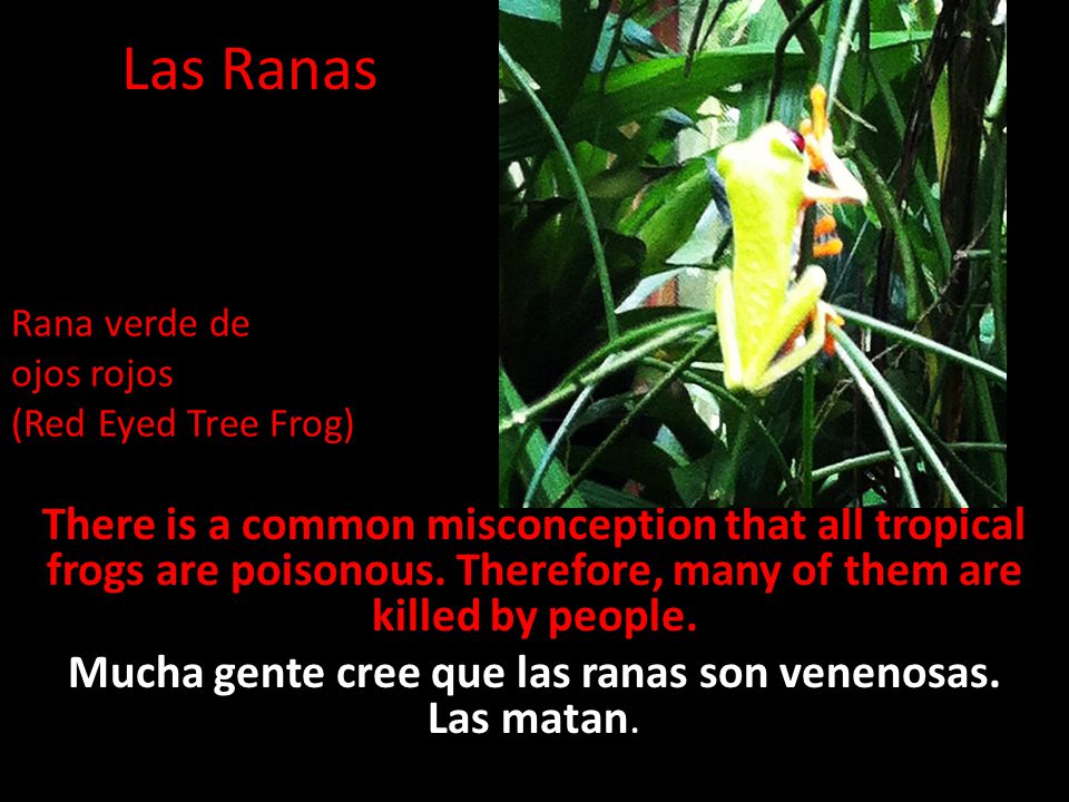 Las Ranas Rana verde de. ojos rojos. (Red Eyed Tree Frog)