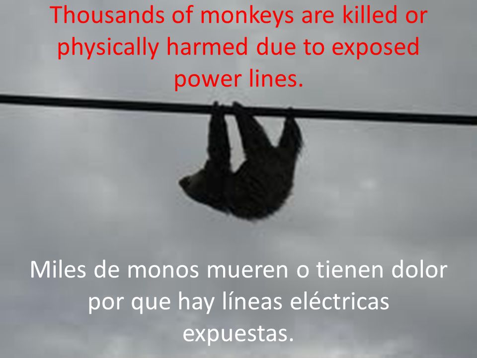 Thousands of monkeys are killed or physically harmed due to exposed power lines.