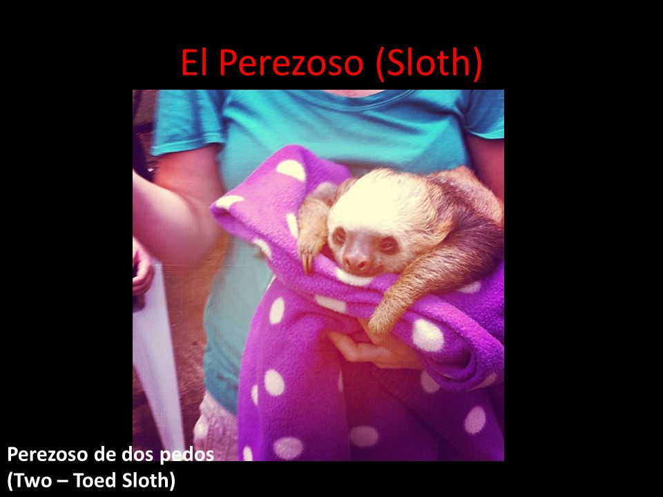 El Perezoso (Sloth) Perezoso de dos pedos (Two – Toed Sloth)