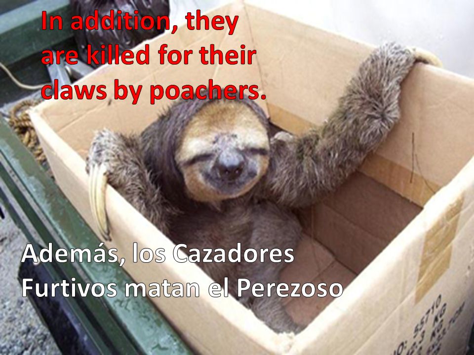 In addition, they are killed for their claws by poachers.
