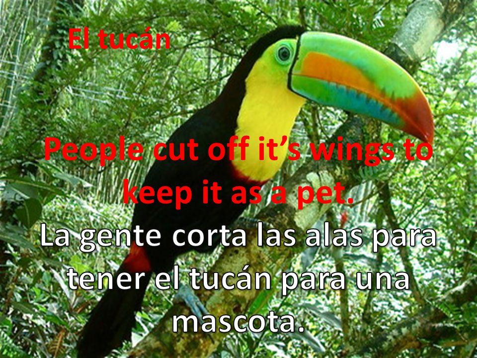 People cut off it’s wings to keep it as a pet.