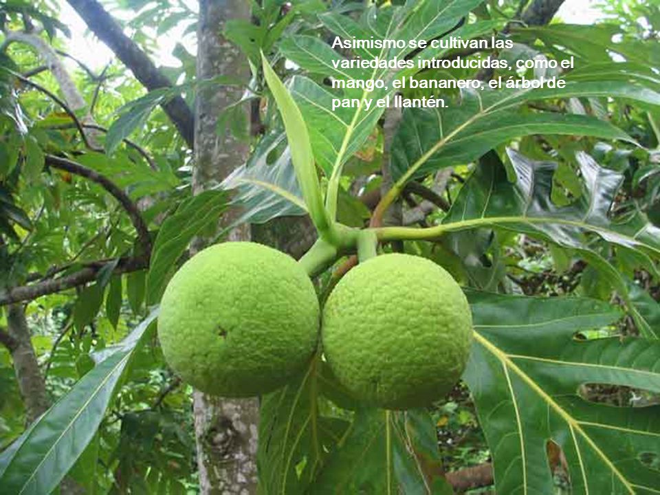 Asimismo se cultivan las variedades introducidas, como el mango, el bananero, el árbol de pan y el llantén.