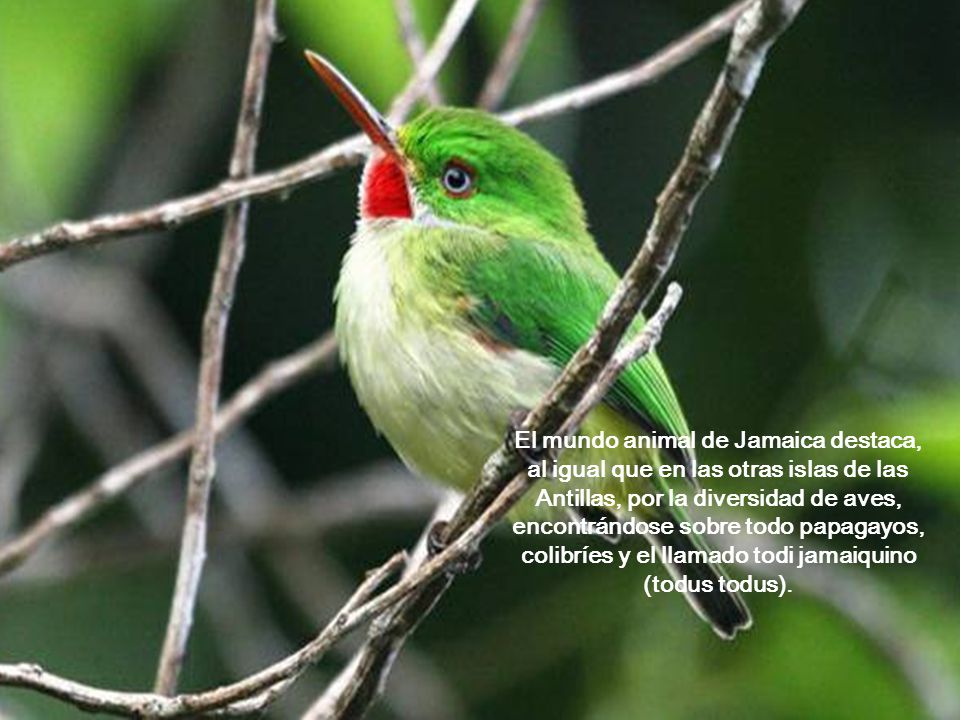 El mundo animal de Jamaica destaca, al igual que en las otras islas de las Antillas, por la diversidad de aves, encontrándose sobre todo papagayos, colibríes y el llamado todi jamaiquino (todus todus).