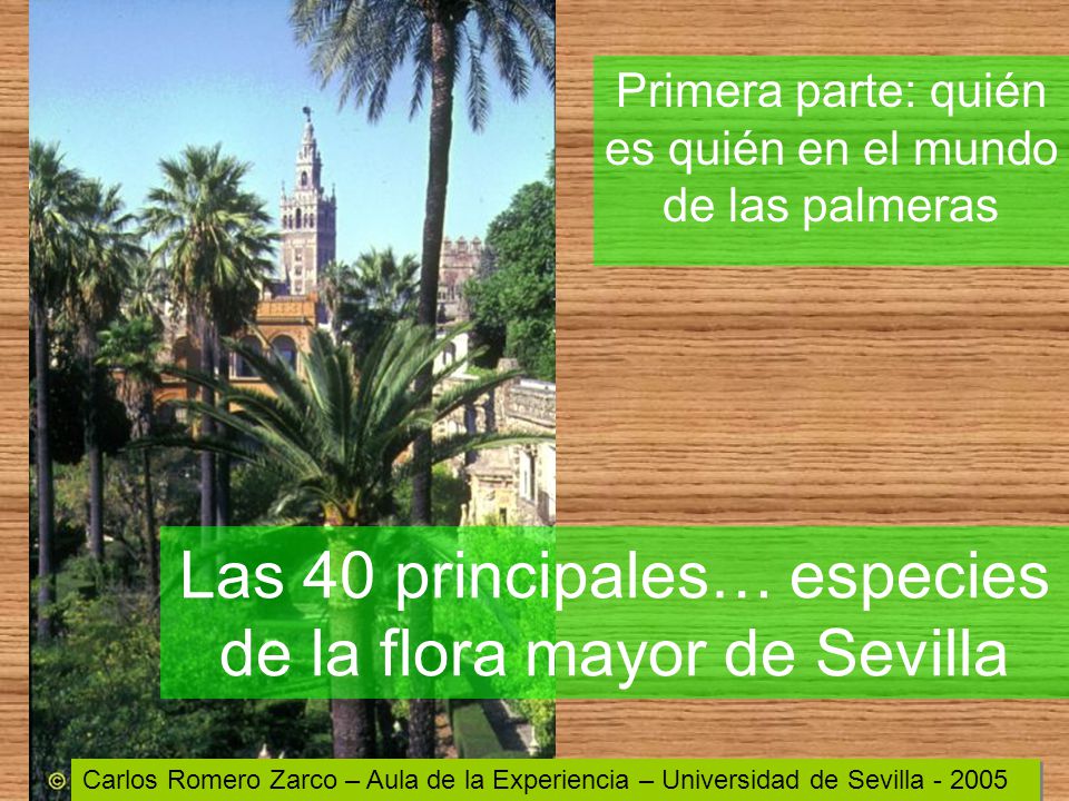 Las 40 principales… especies de la flora mayor de Sevilla