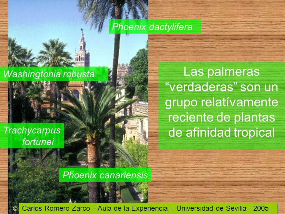 Phoenix dactylifera Las palmeras verdaderas son un grupo relatívamente reciente de plantas de afinidad tropical.