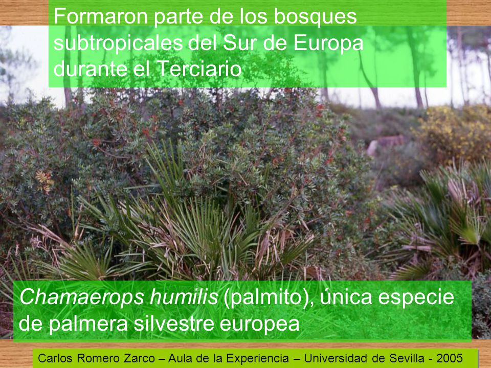Formaron parte de los bosques subtropicales del Sur de Europa durante el Terciario