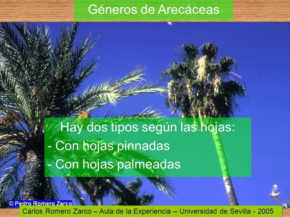 Hay dos tipos según las hojas: