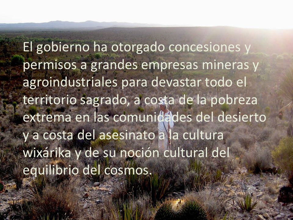 El gobierno ha otorgado concesiones y permisos a grandes empresas mineras y agroindustriales para devastar todo el territorio sagrado, a costa de la pobreza extrema en las comunidades del desierto y a costa del asesinato a la cultura wixárika y de su noción cultural del equilibrio del cosmos.