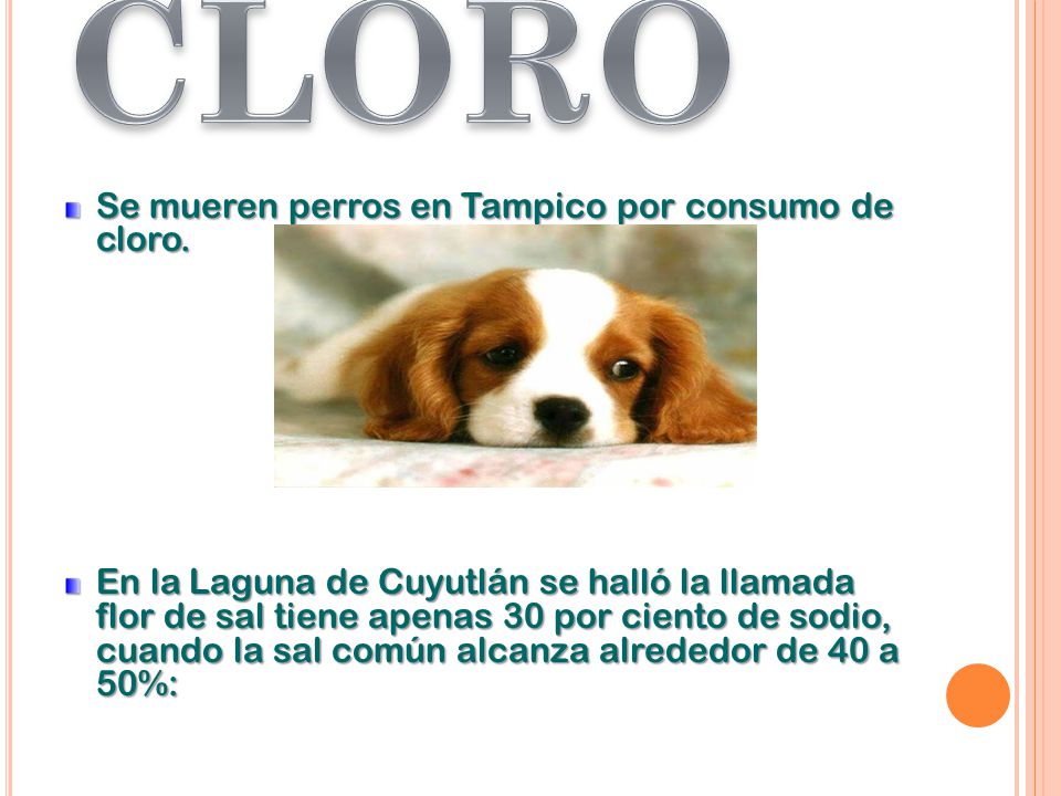 CLORO Se mueren perros en Tampico por consumo de cloro.