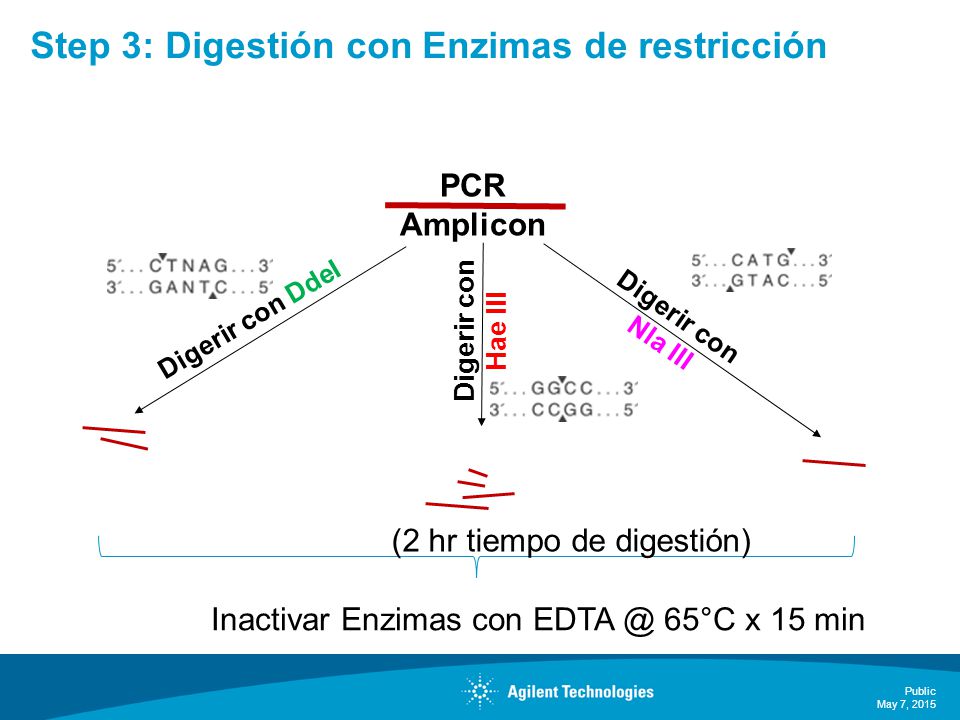 Step 3: Digestión con Enzimas de restricción