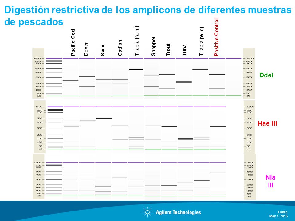 Digestión restrictiva de los amplicons de diferentes muestras de pescados