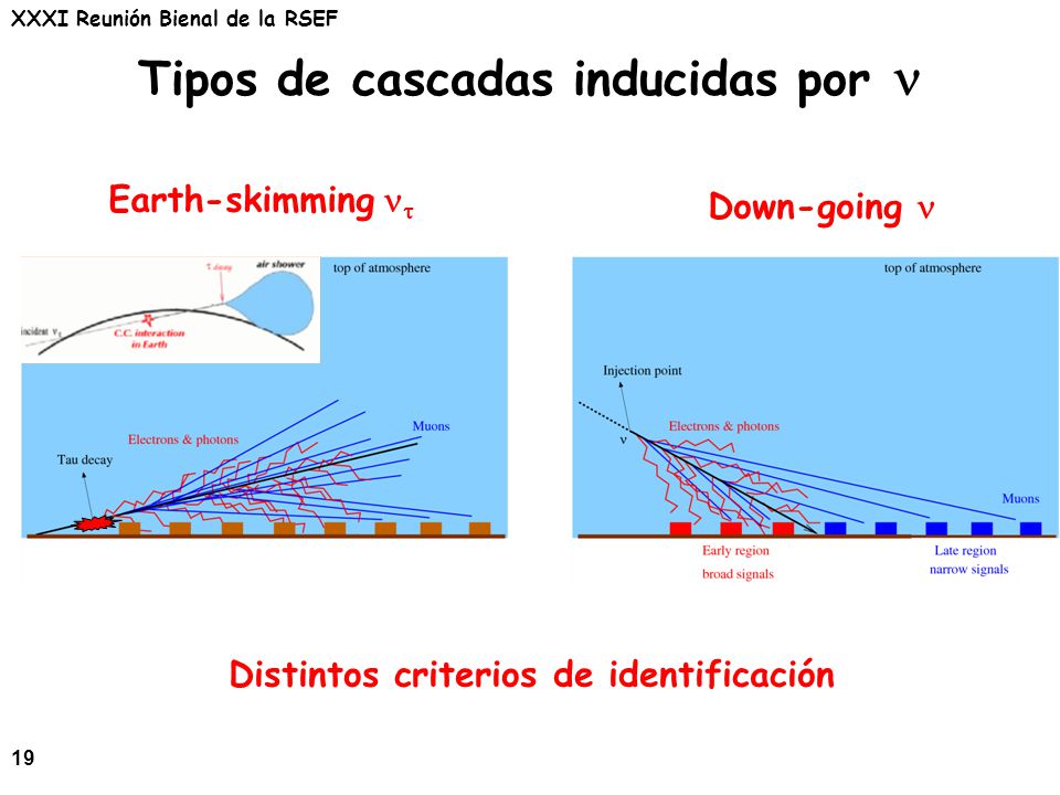 Tipos de cascadas inducidas por n