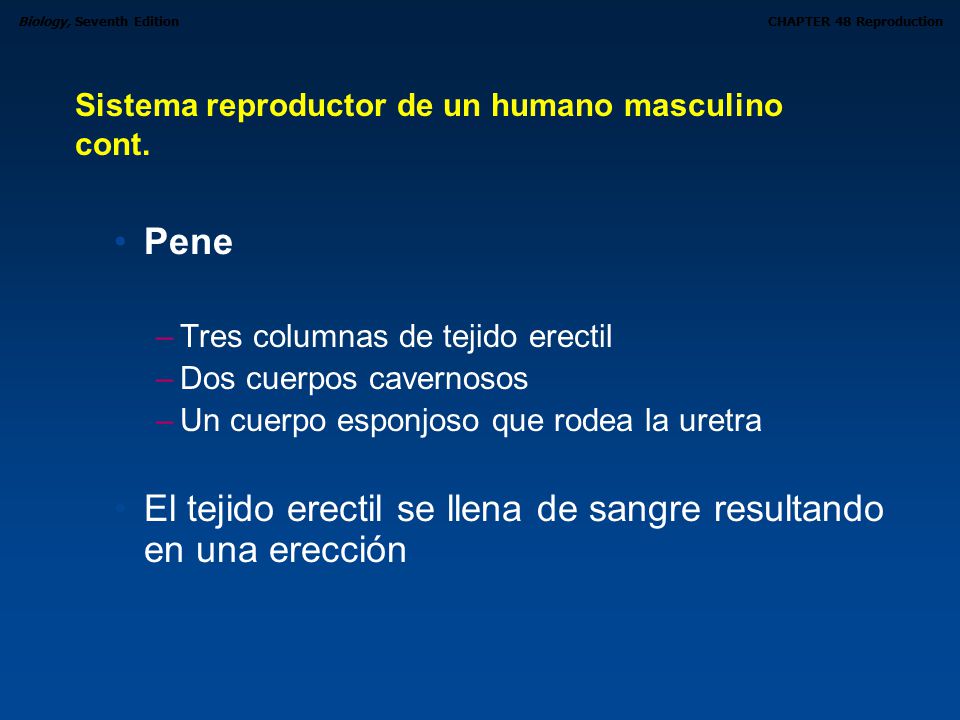 El tejido erectil se llena de sangre resultando en una erección