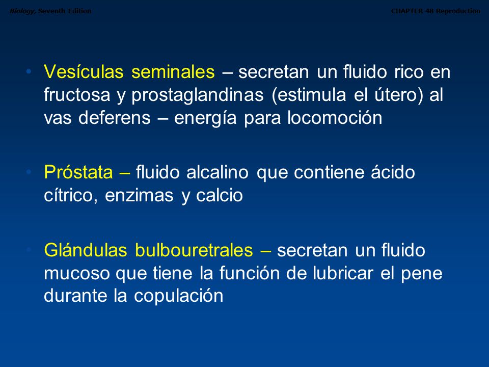 Vesículas seminales – secretan un fluido rico en fructosa y prostaglandinas (estimula el útero) al vas deferens – energía para locomoción
