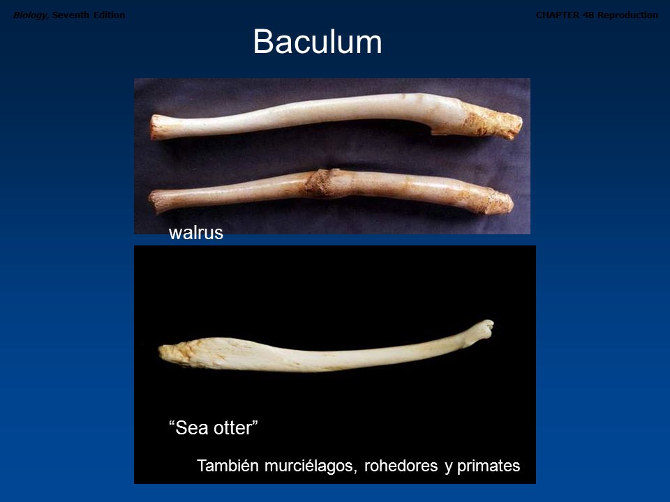 Baculum walrus Sea otter También murciélagos, rohedores y primates