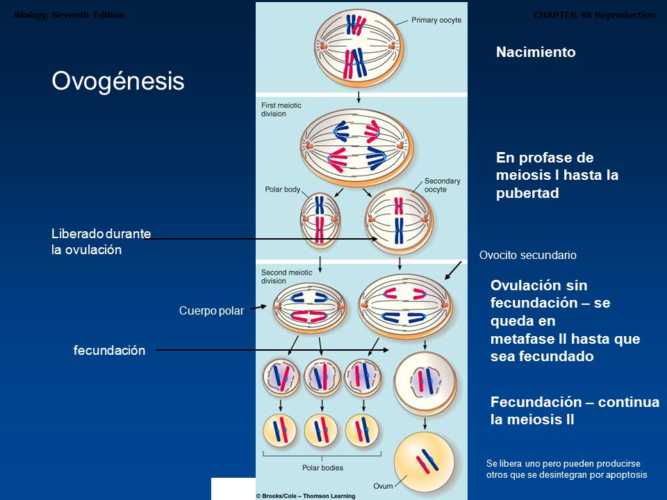 Ovogénesis Nacimiento En profase de meiosis I hasta la pubertad