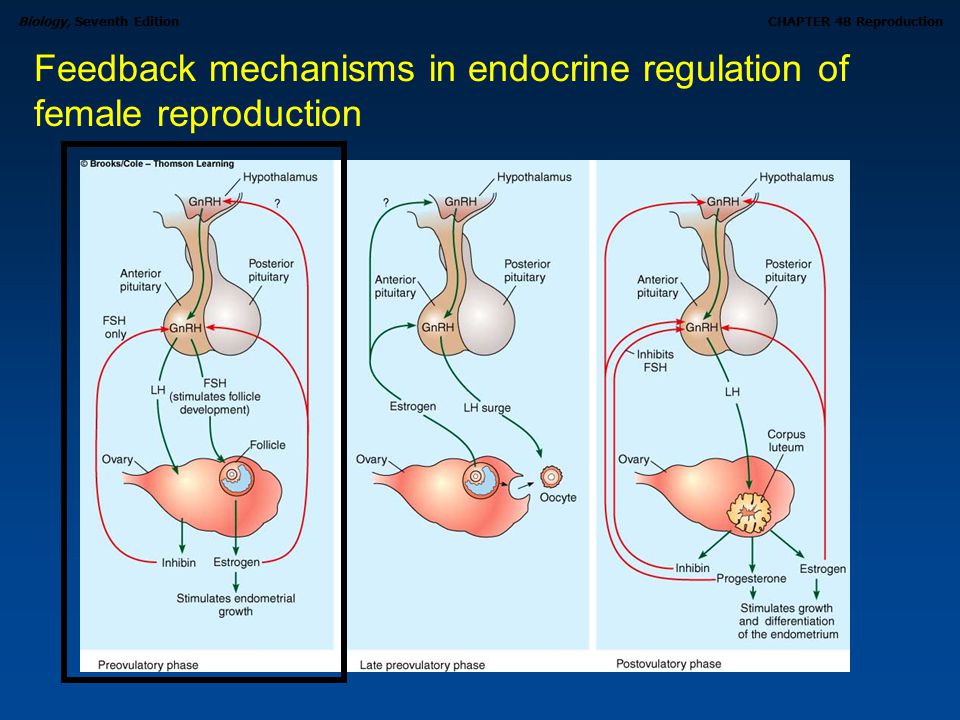 Feedback mechanisms in endocrine regulation of female reproduction