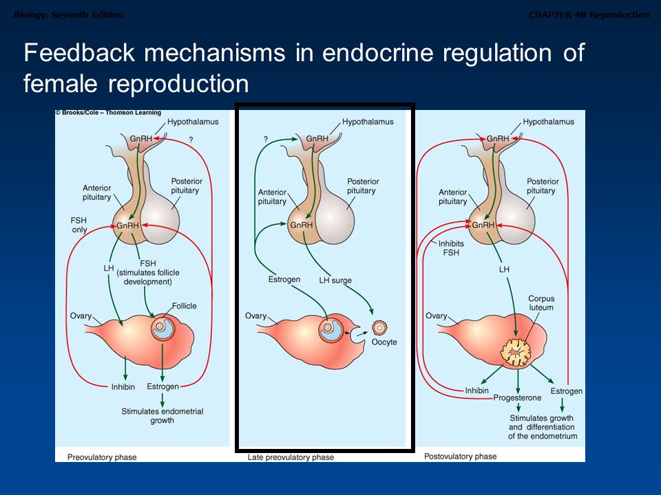 Feedback mechanisms in endocrine regulation of female reproduction