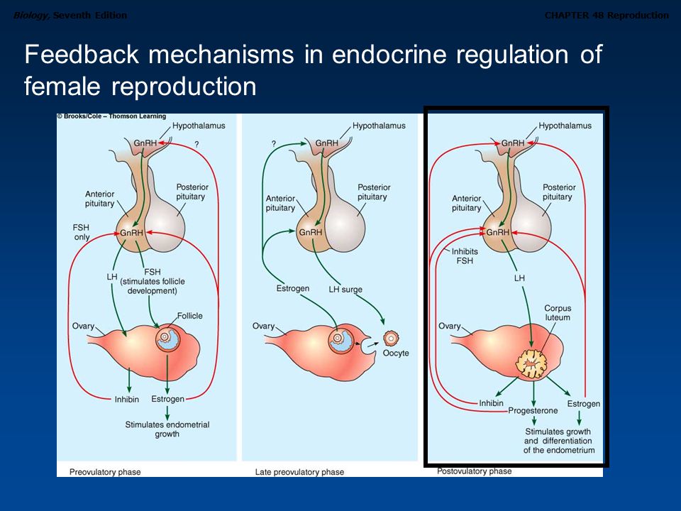 Feedback mechanisms in endocrine regulation of female reproduction