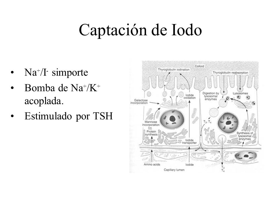 Captación de Iodo Na+/I- simporte Bomba de Na+/K+ acoplada.