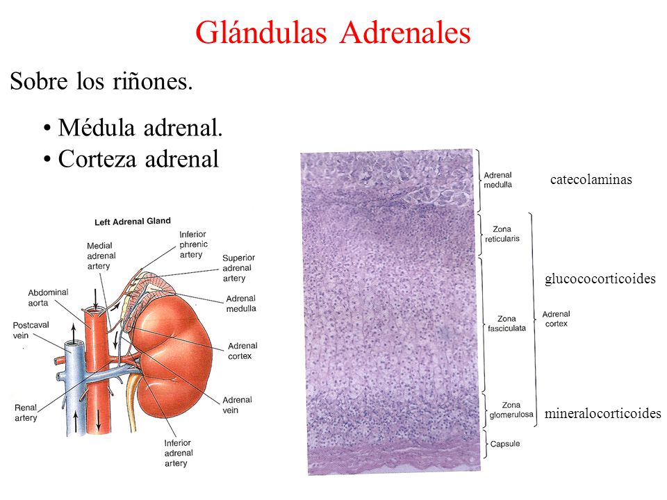 Glándulas Adrenales Sobre los riñones. Médula adrenal. Corteza adrenal