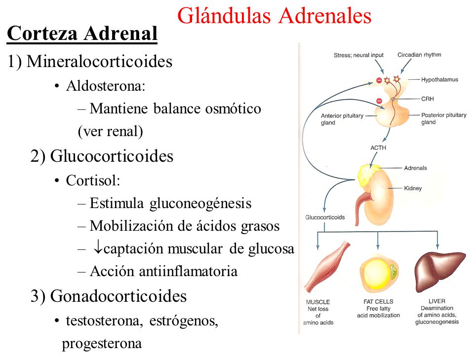 Glándulas Adrenales Corteza Adrenal 1) Mineralocorticoides