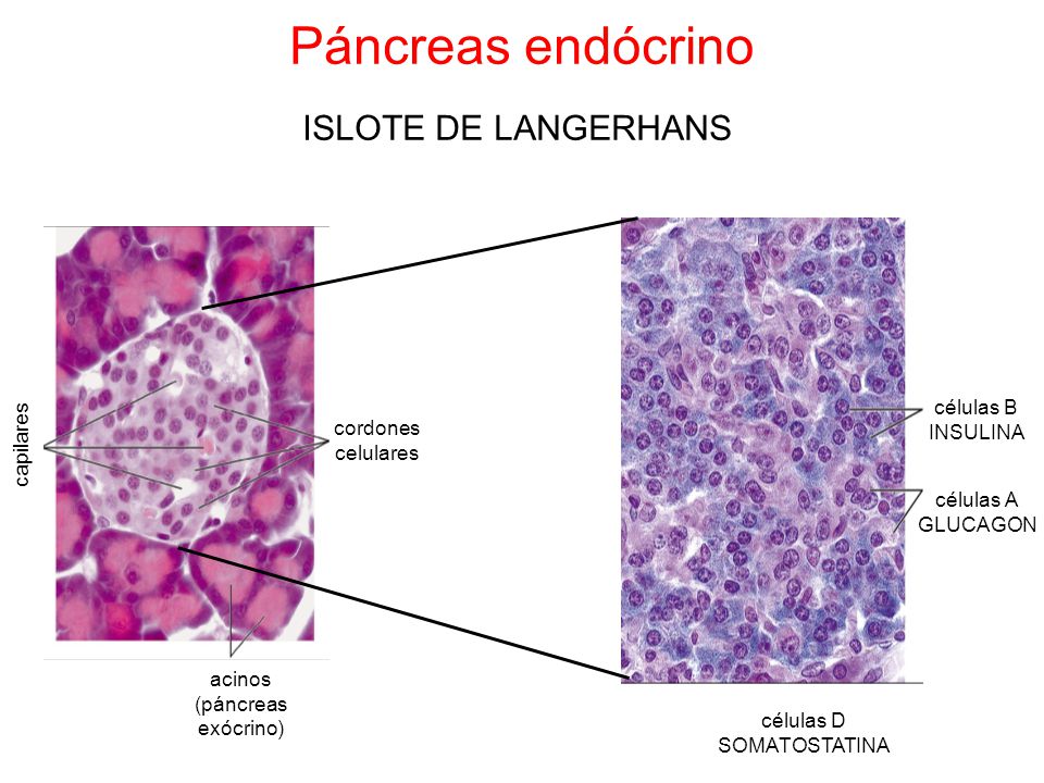 Páncreas endócrino ISLOTE DE LANGERHANS células B INSULINA cordones
