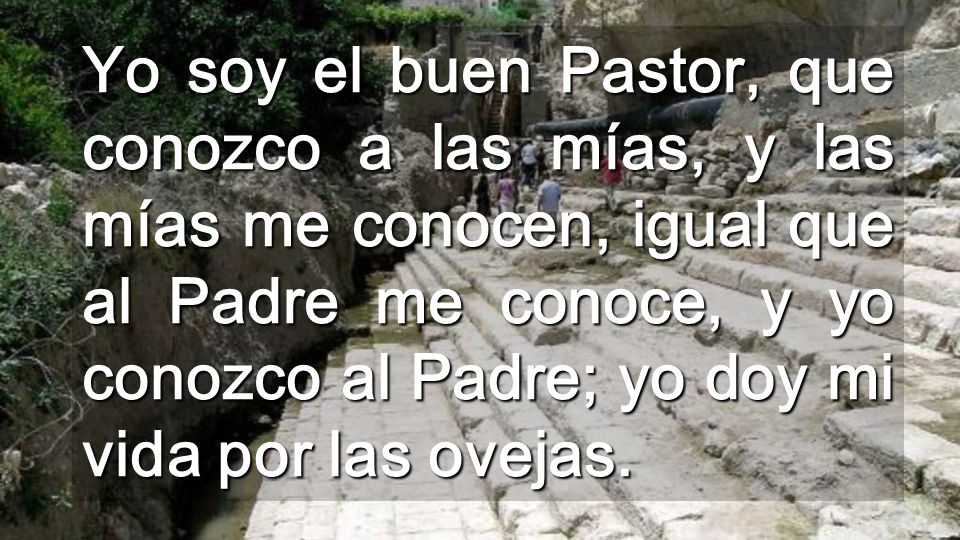 Yo soy el buen Pastor, que conozco a las mías, y las mías me conocen, igual que al Padre me conoce, y yo conozco al Padre; yo doy mi vida por las ovejas.