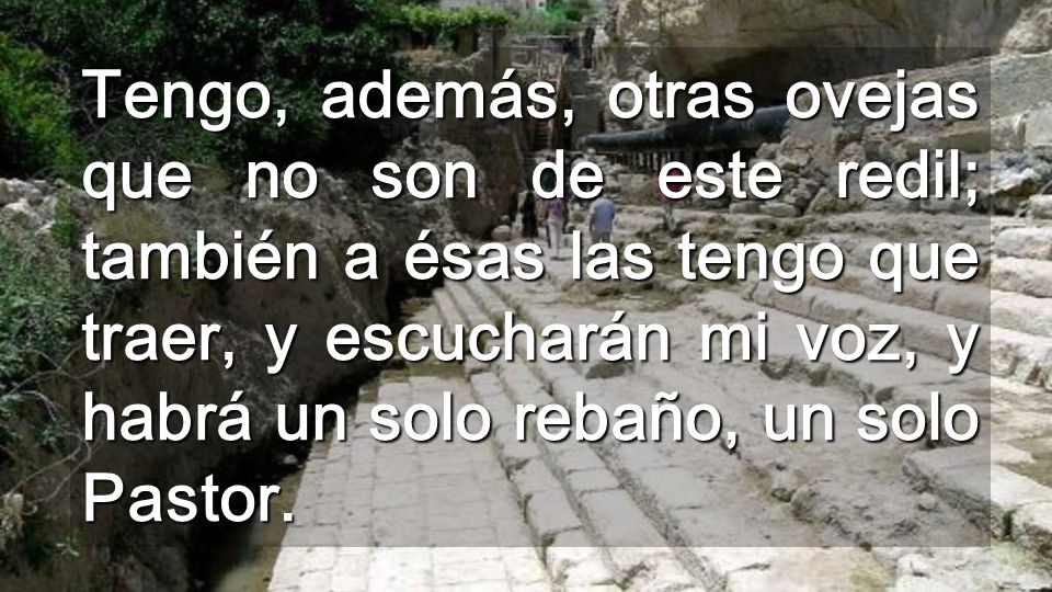 Tengo, además, otras ovejas que no son de este redil; también a ésas las tengo que traer, y escucharán mi voz, y habrá un solo rebaño, un solo Pastor.